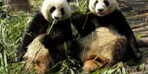 Chengdu